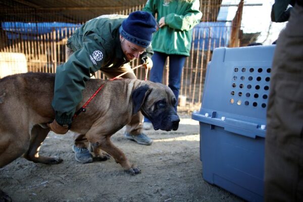 韓国、犬肉の食用禁止目指し年内に法案提出＝与党幹部