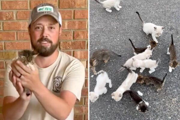男性が子猫を救おうとしたところ、12匹の集団に襲われる。