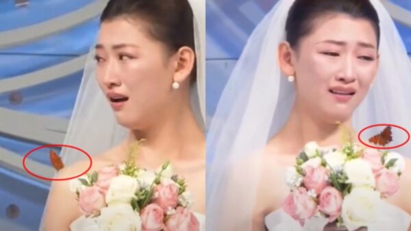 【動画あり】亡き父親が「蝶に変身して」娘の結婚式に参加？　中国