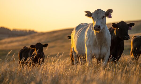 農業倒産が過去最多　コスト高と天候不順が直撃