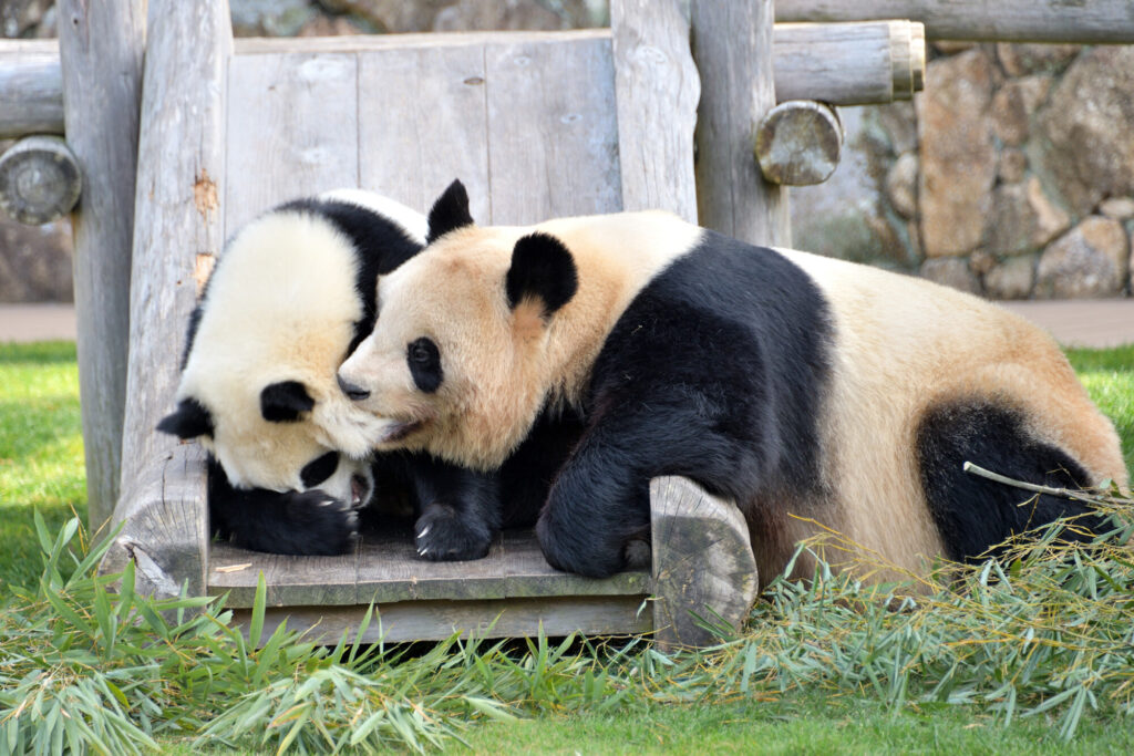 パンダ「タンタン」の剥製など中国に返還　日本全体で頭数減少