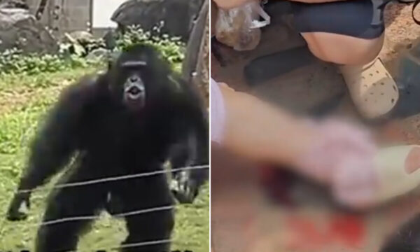 中国の動物園で「もの投げ常習犯」　今回は人身事故に