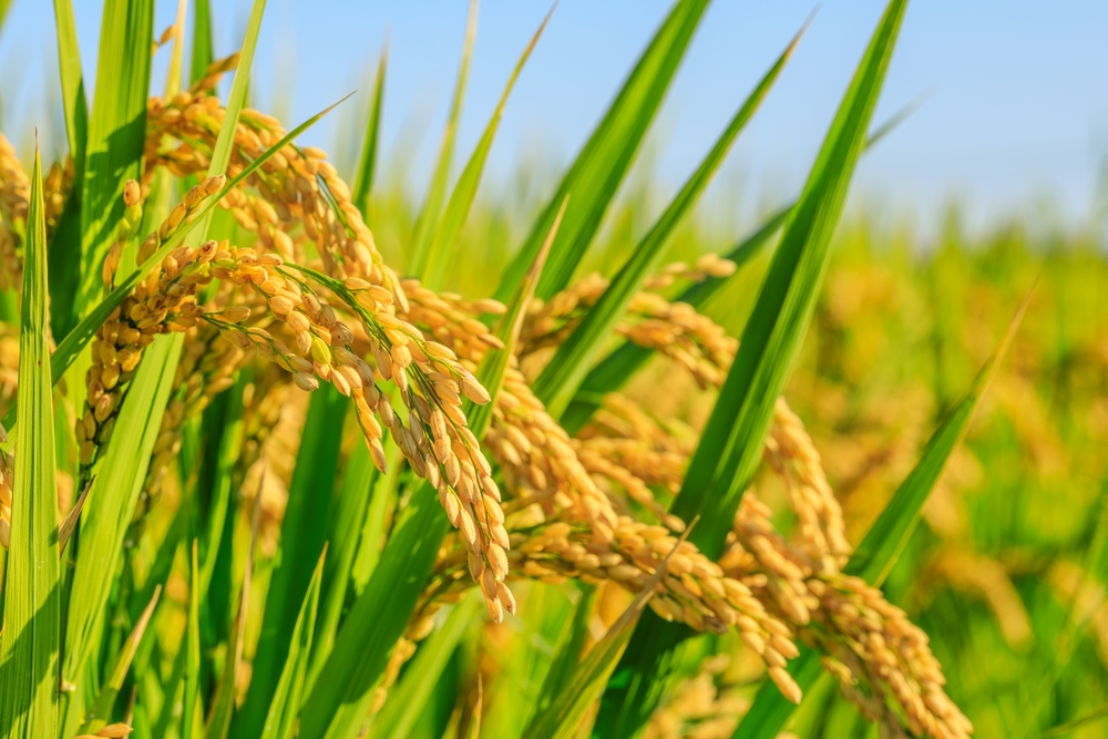 小泉農相と筒井経団連会長　企業の農業参入と輸出促進で合意　コメ増産や生産基盤強化へ