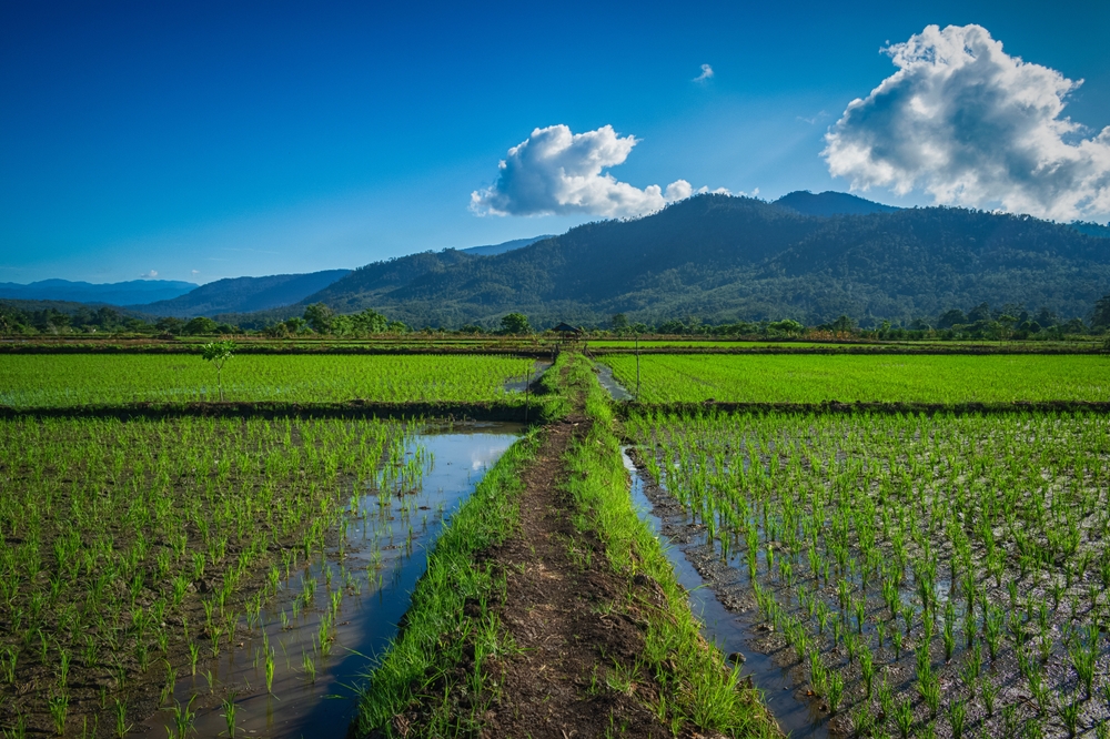 農林水産省　水田における作付け意向を発表　