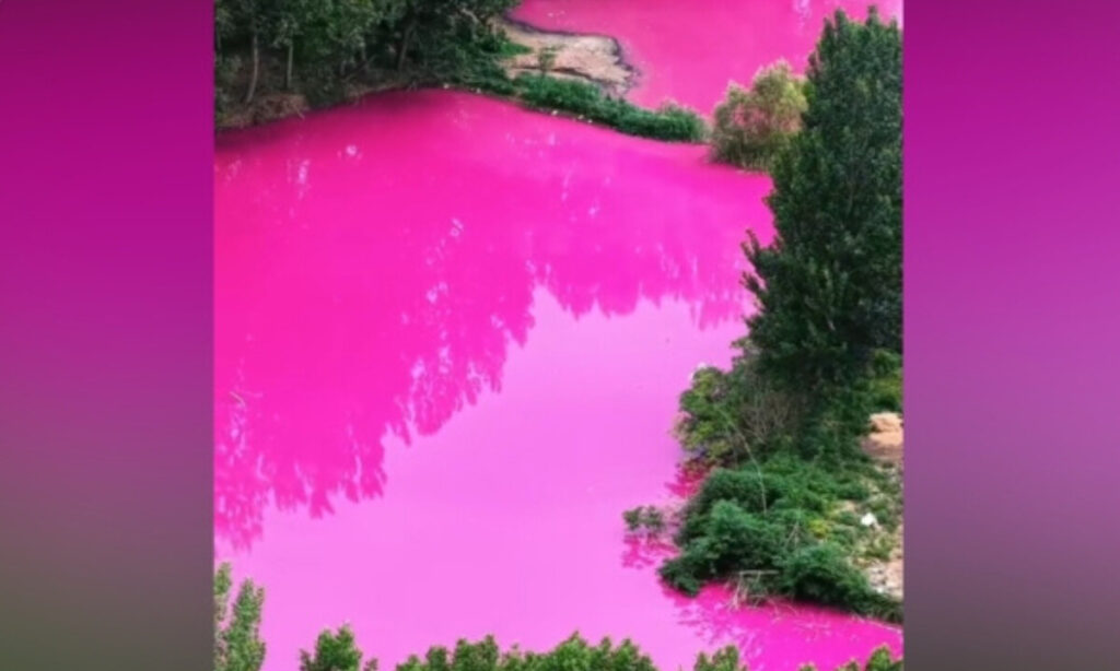 突然ピンク色に染まった池　自然が放つ“声なきSOS”か　中国