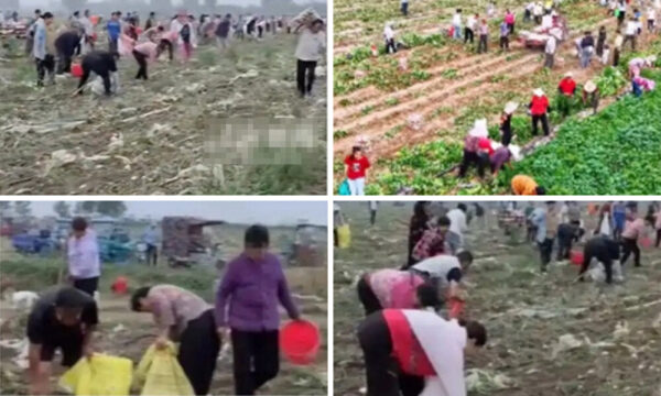 盗まれる大地　中国で続発する「集団略奪」　農業被害