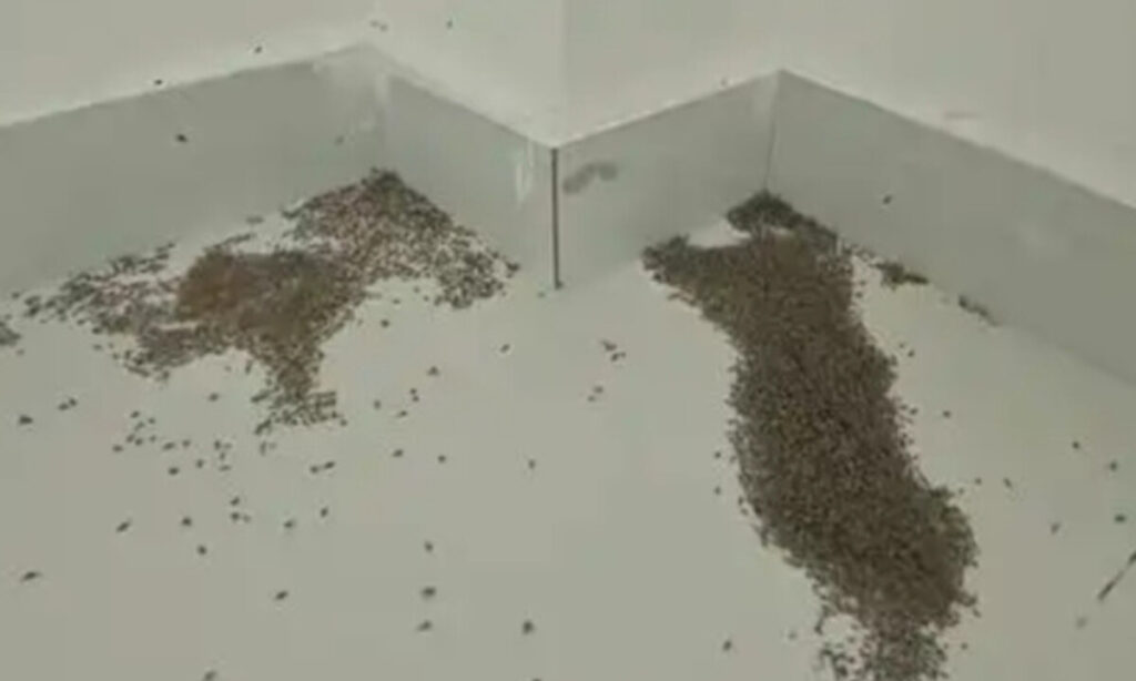 蚊も人も命を落とすキケンな暑さ　中国で高温警報2万件超