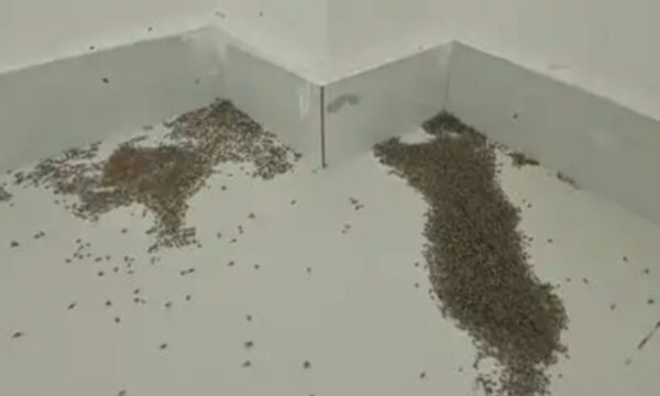 蚊も人も命を落とすキケンな暑さ　中国で高温警報2万件超