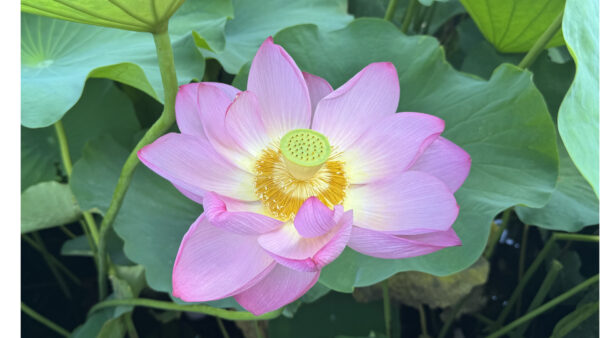 混沌の中に咲く　蓮の花が教えてくれること