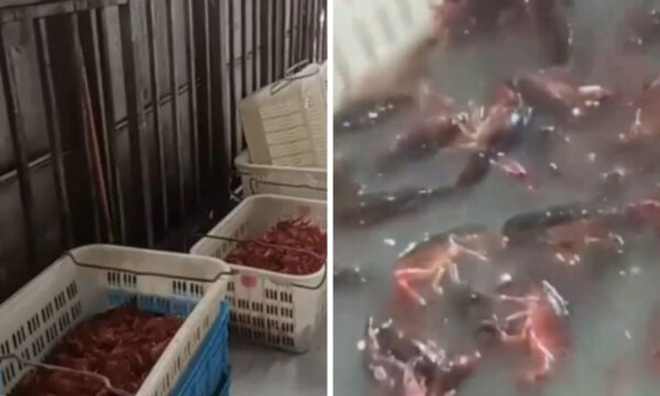 劇薬で漂白された「食材」　中国の高評価デリバリー店の裏側【動画あり】