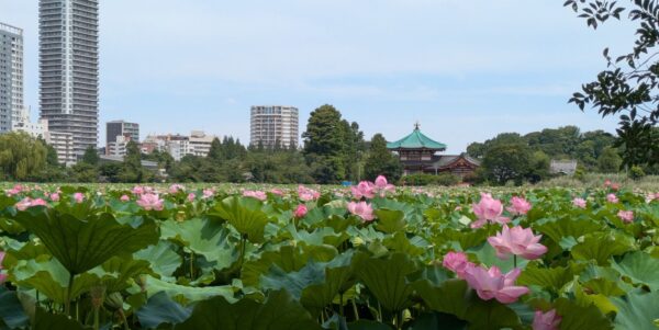 実際に見るとすごかった！　上野・不忍池の蓮が見頃　夏まつりで風鈴と競演も