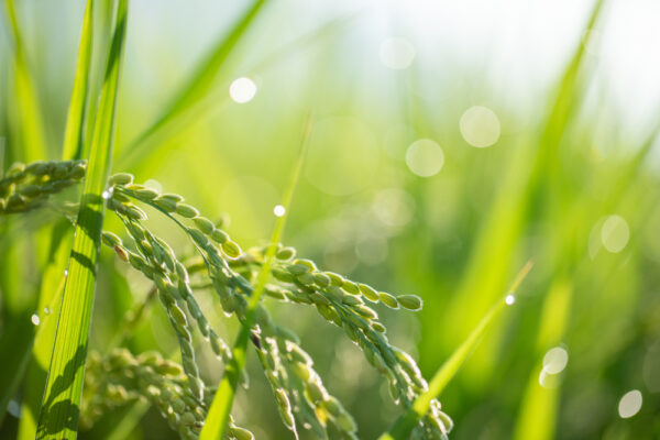 東海地方　平年より15日早く梅雨明け　米の生育に懸念の声