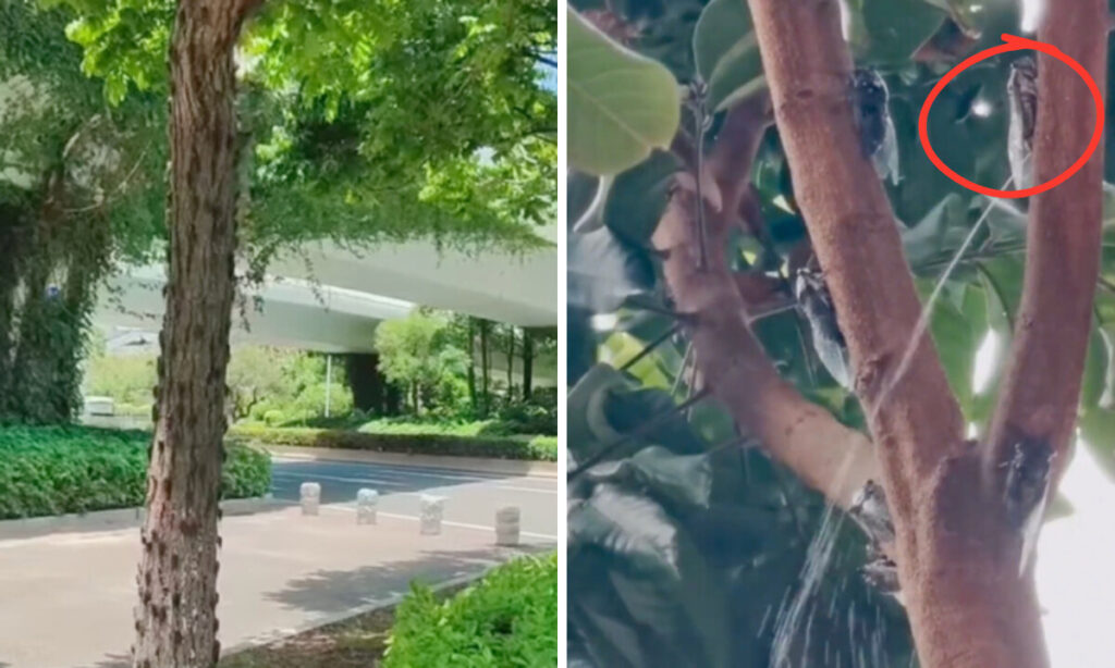 上海で「セミ災難」　騒音と「尿の雨」に悩まされる市民たち【動画あり】