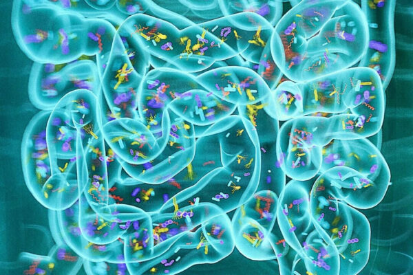 異なるタンパク質が腸と脳に及ぼす影響