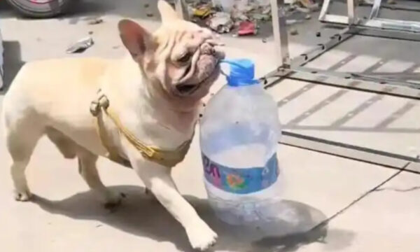 ペットボトル拾って「5年で20万円稼いだ」　中国の働きものワンちゃん