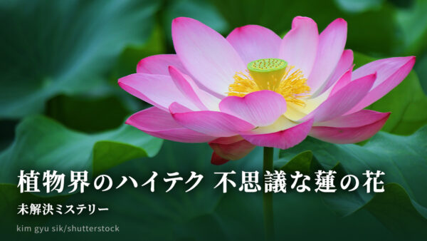 植物界のハイテク　不思議な蓮の花　【未解決ミステリー】