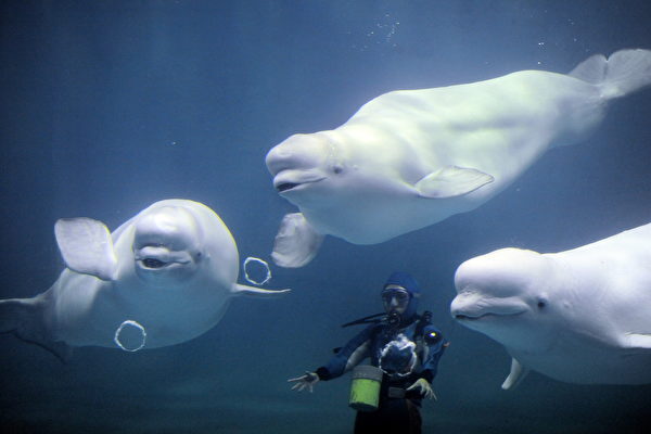 カナダ漁業・海洋省　マリンランドのシロイルカ　中国輸出を却下