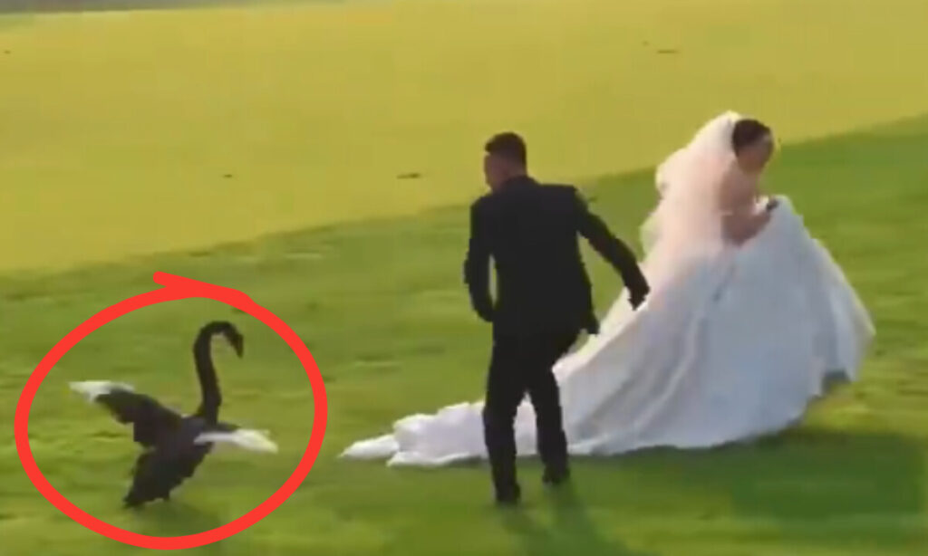 「前世の恋人」？　結婚撮影に乱入したブラック・スワン　SNSで大反響【動画あり】