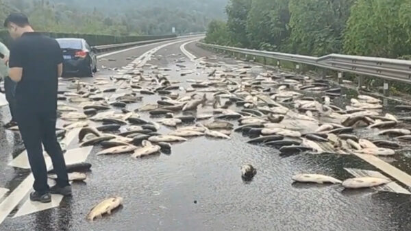 トラック横転で大量の活魚が道路に　渋滞発生【動画あり】