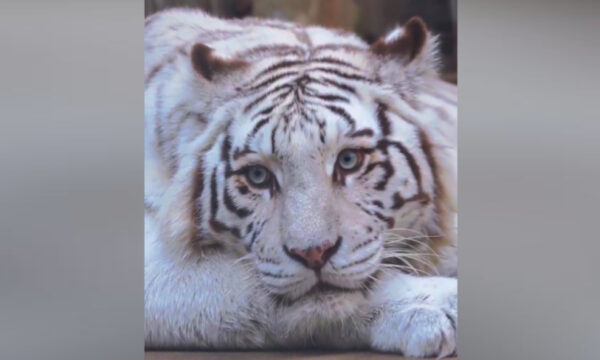 イケトラ？　微妙？　青島市の動物園のホワイトタイガー　容姿にネットで議論が集まる