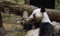 日本に残る最後のパンダ　予定より1か月早く中国へ返還