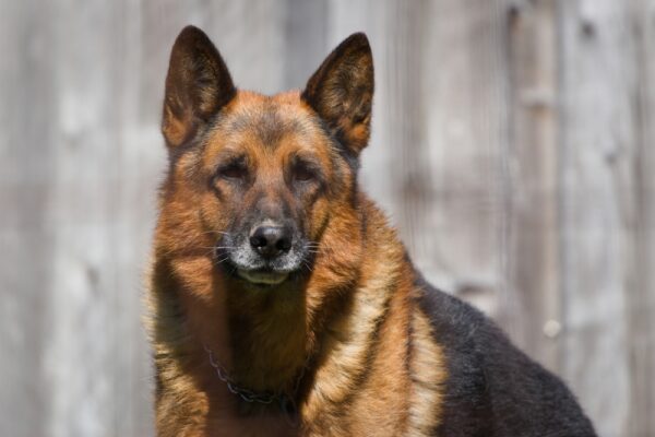 中国で犬が運転事故　二度見必至の現場
