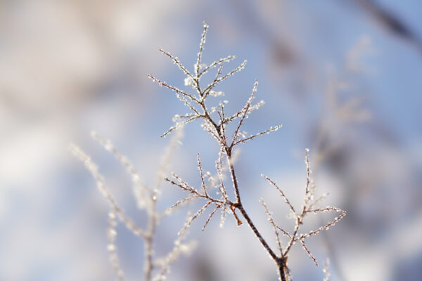 小寒の初候から五運を読み解き　セリで五臓を調える