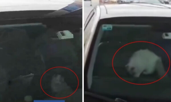 中国で珍事件　サービスエリアでまさかの締め出し 犯人は愛猫