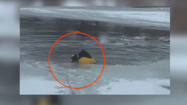 米国　氷水に落ちた犬　消防隊員が無事救出