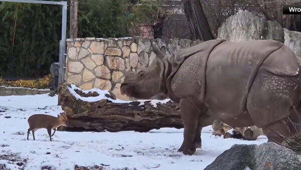 体格差70倍の決闘　ポーランドの動物園でキョンがサイに挑戦
