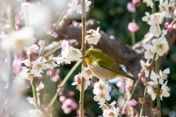 立春：こう食べるのがいちばん安定していて、いちばん楽