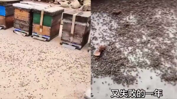 中国共産党がドローンで薬剤無償散布　蜜蜂大量死