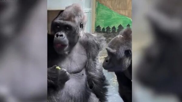 「うらやましくてたまらない」　仲間のおやつを見つめるゴリラが話題