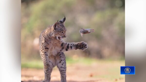 妙趣あふれる「ヤマネコの鼠遊び」　野生動物写真賞に輝く　
