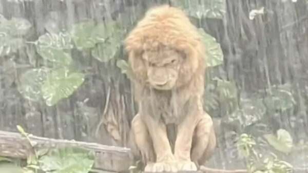 失恋したみたい？　雨の中で打ちひしがれる獅子が話題　中国