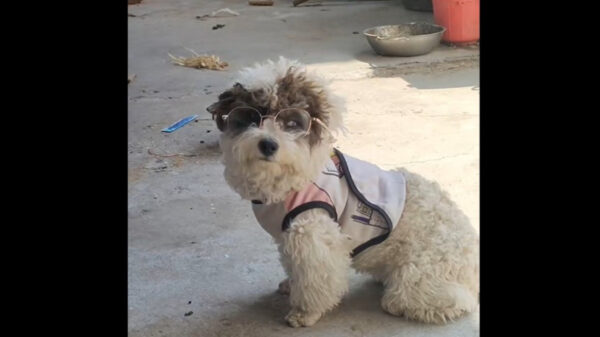 中国 子犬にメガネで激変 ぶつかる生活から解放