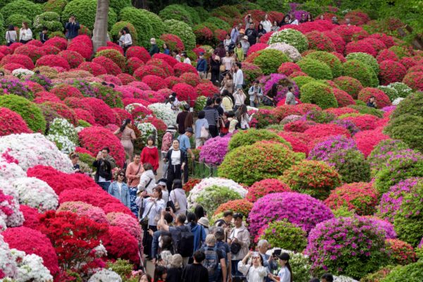 根津神社を染めるつつじ　春の境内に華やぎ