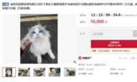 中国で「借金返済猫」再び話題　倒産会社の猫5匹が差し押さえ競売へ