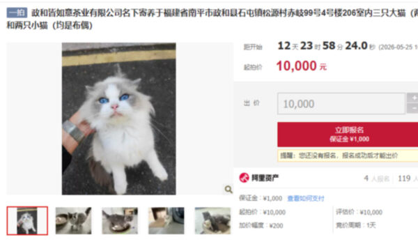 中国で「借金返済猫」再び話題　倒産会社の猫5匹が差し押さえ競売へ