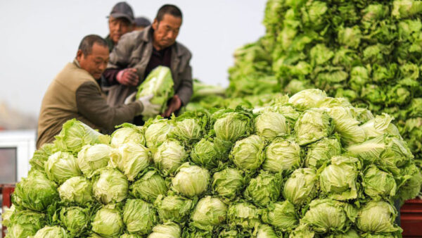 中国 収穫されず畑で腐る白菜 1玉4円でも売れず