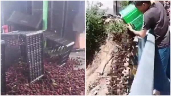 「自分たちは食べない」と業者も漏らす「薬漬けヤマモモ」　産地で大量廃棄＝中国