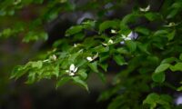 忙しい現代人のための　日々に静寂を取り戻す3つの生活美学