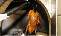 EU対中貿易摩擦が農業分野へ　中国産アヒル肉にダンピング調査