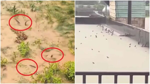 毒蛇大量流出　洪水後の街に広がる恐怖＝中国・広西