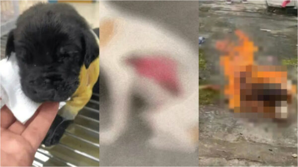 焼殺、皮膚剥がし…中国で相次ぐ残虐な犬虐待に世論が沸騰
