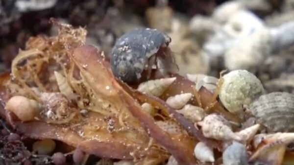 中国人3人 沖縄で天然記念物ヤドカリ4163匹を違法捕獲