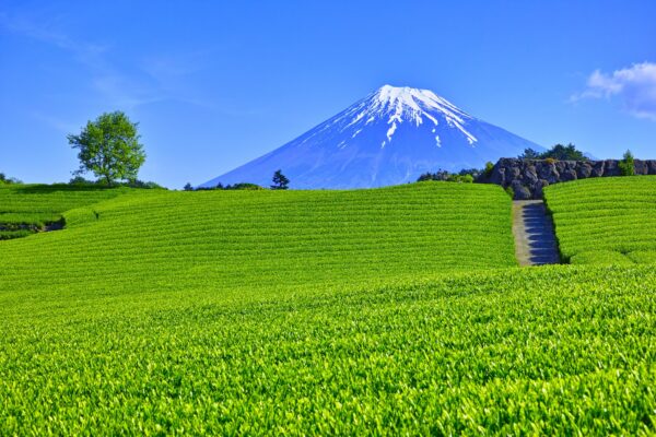 「日本茶」をGI登録　中国の抹茶増産や模倣品に対抗