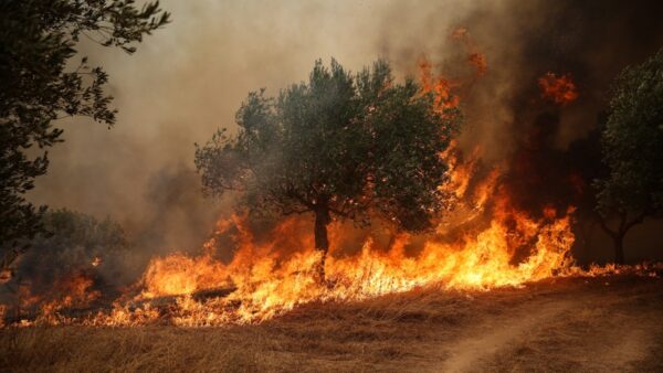 欧州の山火事　東部で深刻化　米加でも大規模火災　住民が緊急避難