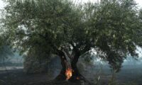 猛暑が欧州の食卓を脅かす　野菜・穀物減産　食品価格高騰の懸念