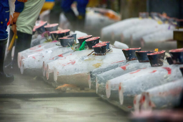 クロマグロ漁獲枠25％拡大で合意　2027年から本マグロは安くなる？